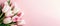 Banner with Bouquet of pink and white tulips closeup on pink background.Mothers day,Valentines Day,Birthday celebration concept.