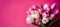 Banner with Bouquet of pink and white tulips closeup on pink background.Mothers day,Valentines Day,Birthday celebration concept.