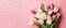 Banner with Bouquet of pink and white tulips closeup on pink background.Mothers day,Valentines Day,Birthday celebration concept.