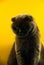 Banner breed scottish fold cat on a yellow vertical background, portrait beautiful animal with silhouette, copy space