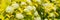 banner. Bubble-leaf Vine-leaved Darts Gold. bush with green leaves, white small flowers. flowerbed, summer background