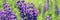 Banner. Bunch of blue lupins flowers. Beautiful floral background. Blooming purple lupinus, lupin