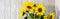 banner of A bunch of sunflowers in a black vase on a rustic white wooden table