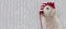 BANNER CHRISTMAS DOG. PUPPY WEARING A SANTA HAT. ISOLATED AGAINST GRAY DEFOCUSED LIGHTS BACKGROUND