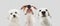 Banner close-up funny insterested, worried, surprised or stressed three dogs. Isolated on gray background