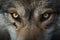 Banner with close-up portrait of a gray wolf with brown eyes and nose