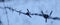 Banner. A corroded barbed wire on which frost had caught. Snow in the background. Frost on barbed wire