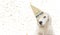 BANNER OF A CUTE DOG WITH BLUE EYES CELEBRATING A NEW YEAR PART