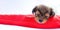 banner: cute sleeping puppy on a red mattress. Space for text