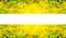 Banner dandelions. Bright yellow flowers banner. flowers banner with place for text. article about summer and summer vacations.