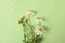 Banner with delicate field daisies on a light background