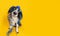 Banner dog birthday present. Cute boder collie sitting covered with ribbon and garland. Isolated on yellow background