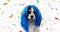 BANNER DOG CARNIVAL OR NEW YEAR PARTY. FUNNY PUREBRED WEARING A BLUE WIG. ISOLATED ON WHITE BACKGROUND WITH CONFETTI FALLING