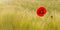 BANNER FLOWER BACKGROUND. SINGLE RED POPPY FLOWER ON NATURAL DEFOCUSED GREEN BACKGROUND