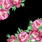 Banner with flowering pink peonies, isolated on black background.