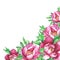 Banner with flowering pink peonies, isolated on white background.