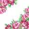 Banner with flowering pink peonies, isolated on white background.
