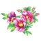 Banner with flowering pink roses names: dog rose, rosa canina, Japanese rose, Rosa rugosa, sweet briar, eglantine, isolated on w