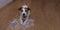 BANNER FURRY JACK RUSSELL DOG, ANNUAL SHEDDING HAIR DURING MOLT SEASON, AFTER ITS OWNER BRUSHED OR GROOMING WITH A RASKET