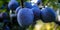 Banner. A group of large round plums on a branch. Plum orchard. Ripe blue plums on a branch