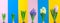 Banner. Growing Hyacinths with flower bulb in time laps. Hyacinth blue, yellow, pink flowers on colorful background.