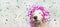 Banner happy dog present for new year, carnival, christmas, birthday with pink serpentines on head. isolated against gray