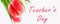 Banner. Happy teachers day with tulip flower, message for teacher in special day of education, tulip bouquet.