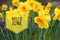 Banner hello june. New season . Welcome card Photo with flowers. Yellow flowers. Spring flowers. Flower narcissus