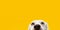 Banner hide funny surprised dog puppy  isolated on yellow background