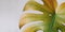 Banner of home plant yellow monstera leaf in autumn on grey background