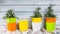 Banner. House plants in colorful pots on a light wooden background