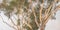 Banner image in soft tones eucalyptus tree