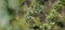 Banner juniper branch with berries on blurred nature background. Evergreen tree in Bulgarian forest. Juniper berry used making gin