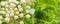 Banner with a ladybug and butterfly on a white wild flower in a meadow - macro