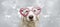 Banner lovely dog in red heart shaped glasses celebrating valentine`s day.  on gray background