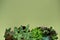 Banner nature. Fittonia, Hypoestes, succulents, cactus flower on green background. Copy space. Minimal. Urban jungle