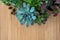 Banner nature. Fittonia, Hypoestes, succulents, cactus flower on green background. Copy space. Minimal. Urban jungle
