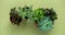 Banner nature. Fittonia, Hypoestes, succulents, cactus flower on green background. Minimal. Urban jungle interior