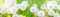 Banner with nature flowers background - web header template