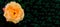 Banner. Orange rose on a background of blurry dark green in the garden. Panorama of a very beautiful yellow-red rose in the