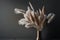 Banner the pampas grass. Reed Plume Stem Dried Pampas. Illustration AI Generative