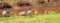 Banner panorama Australian Widgeon