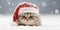 Banner with Persian cat with Santa Claus Christmas hat in snow