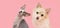 Banner pets. dog and cat tilting head side. Isolated on pink pastel background