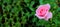 Banner. Pink rose after rain on a background of blurred greenery in the garden. Artistically blurry. Billboard, advertising,