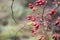 Banner for poetic nature with dewy red berries, hawthorn food