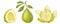 Banner Pomelo citrus set. Fresh yellow green fruit. Thick peel and juicy pulp, branches with leaves and flower. Hand