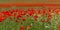 The banner poppy field. Design of a postcard with a poppy field