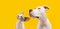 Banner Profile two serious pets. Dog and cat American Staffordshire and sphynx looking away. Isolated on yellow background