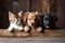 Banner of puppies and kittens in row, hanging its paws at wooden banner